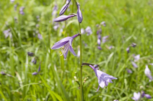 Hosta-de-Folhas-Estreitas