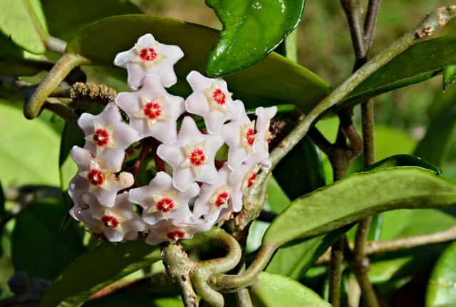 Wasbloem