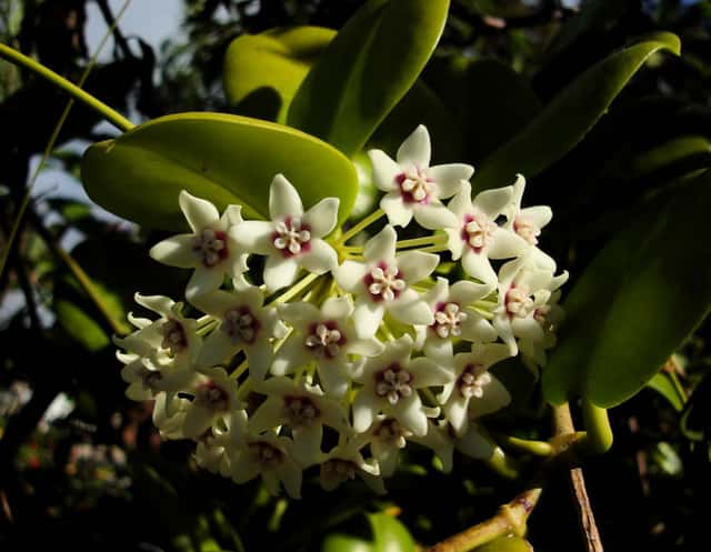 Flor-de-cera-australiana