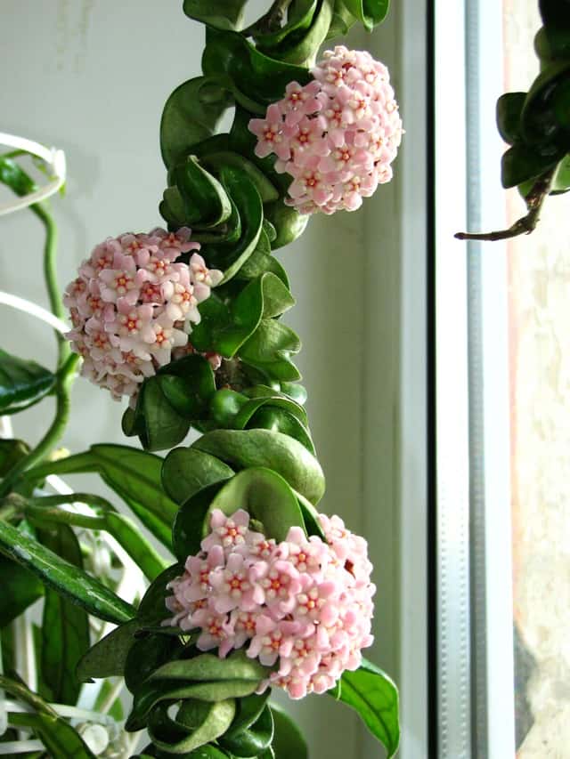 Planta Cuerda Hindu