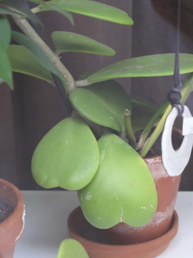 Hoya Coração