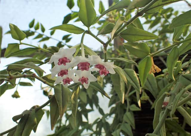 Lanceleaf Wax Flower