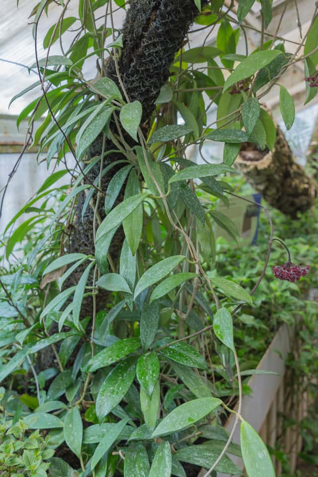 Wax Flower Vine