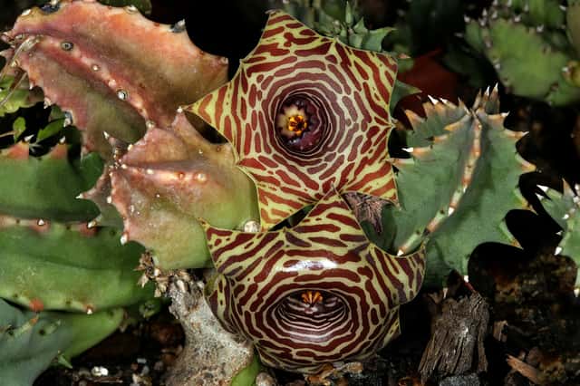 Planta Salvavidas