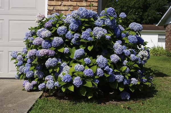 Hortensia