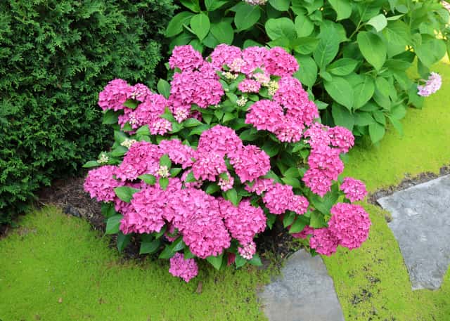 Bigleaf Hydrangea