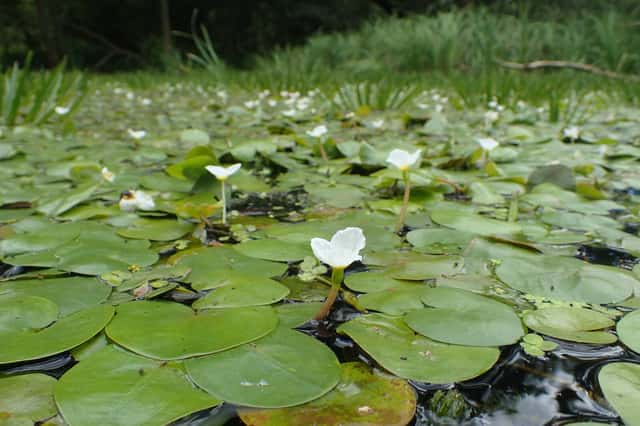 Frogbit