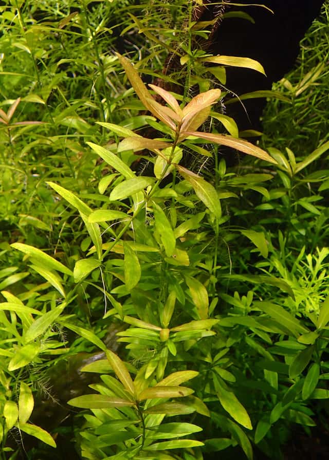 Igrofila polisperma