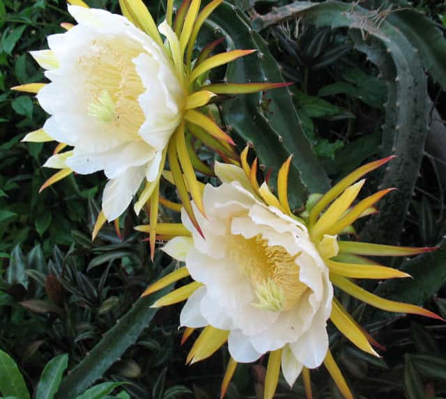 Pitahaya