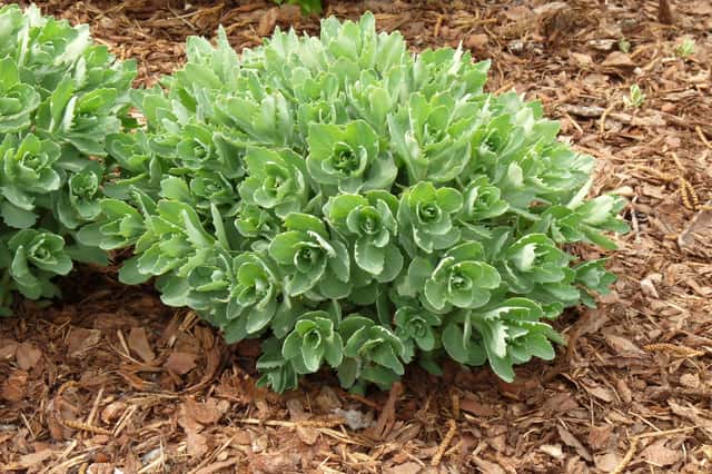 Sedum-vistoso