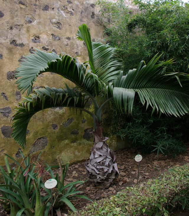 Palma a bottiglia