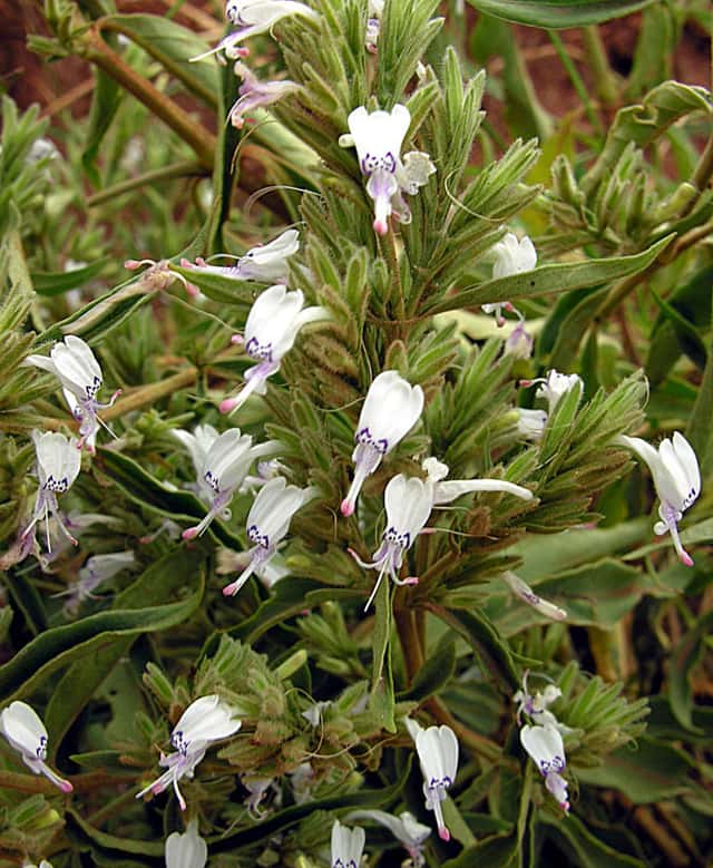 White Ribbon Bush