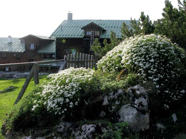 Sløjfeblomst