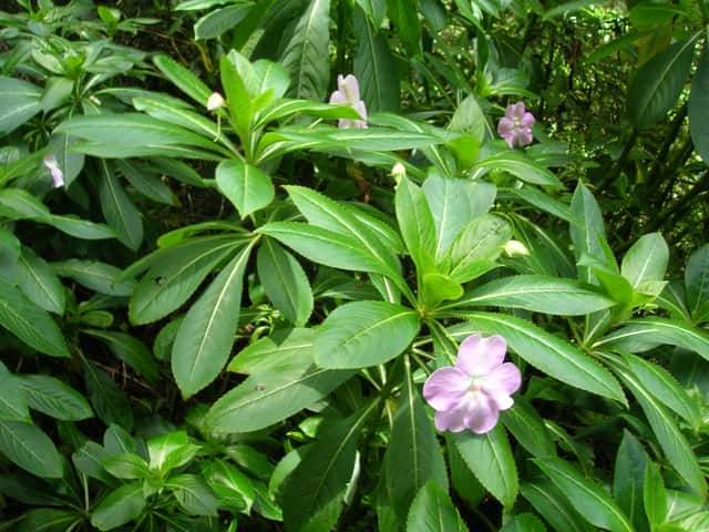 Poor Man's Rhododendron