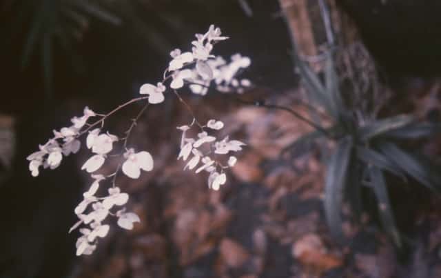 Ionopsis