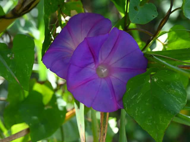 Corda-de-viola