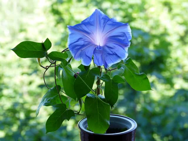 Japanese Morning Glory
