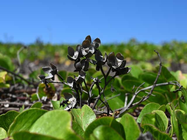 Beach Moonflower