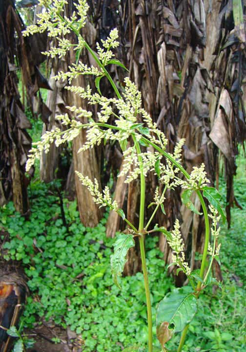 Bloodleaf