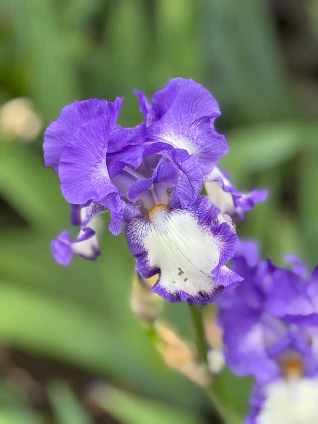 Iris (genus)