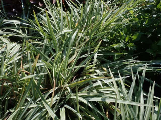 Kosatec hladký 'Variegata'