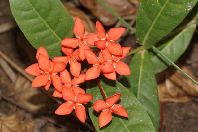 Ixora
