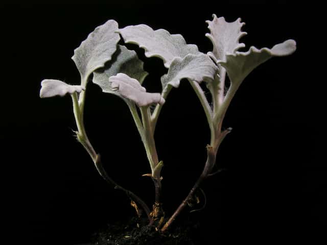 Silver Ragwort