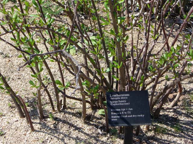 Drakenbloedplant