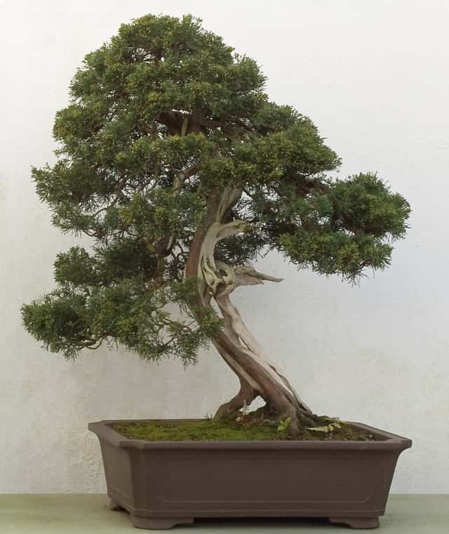 Chinese Juniper