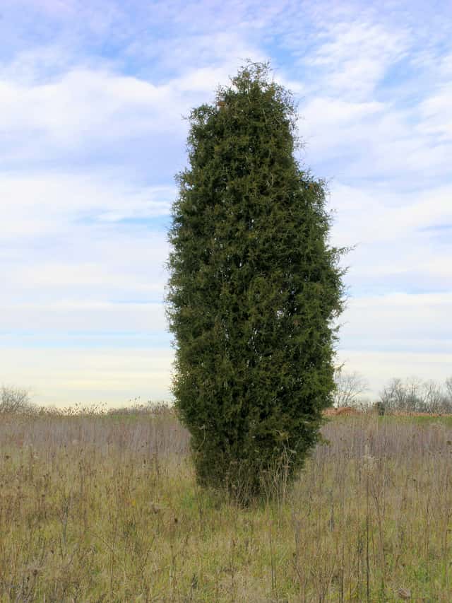 Eastern Red Cedar