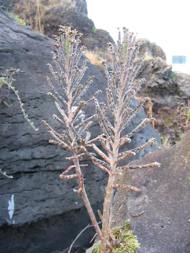 Mother of Millions