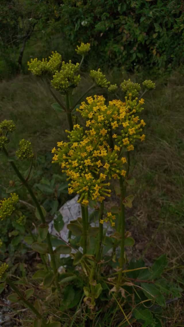 Dense-flowered Kalanchoe