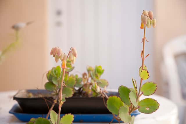 Kalanchoe-fantasma