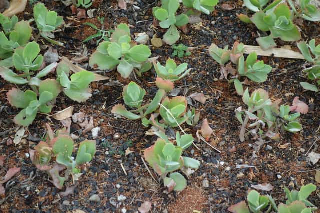 Kalanchoe dlhokveté
