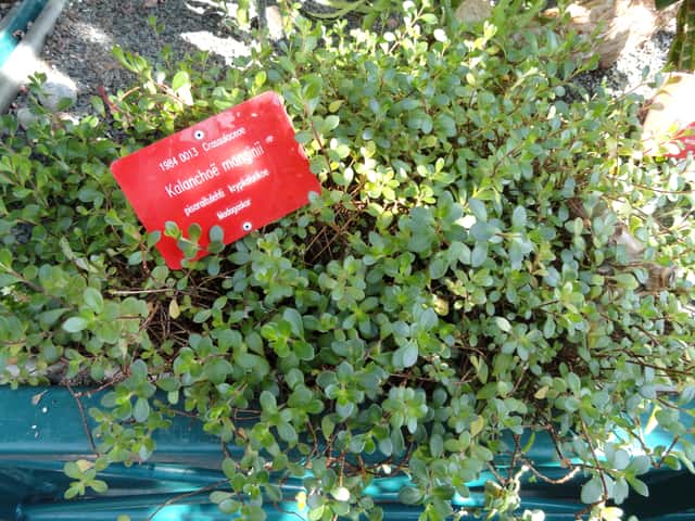 Chandelier Plant