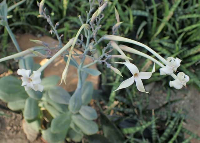 Kalanchoe Marmoreado