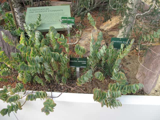 Marnier korallvirága