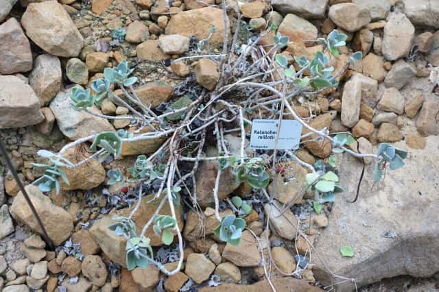 Millot Kalanchoe