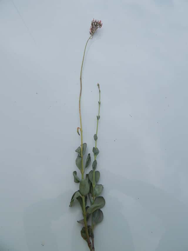 Kalanchoe