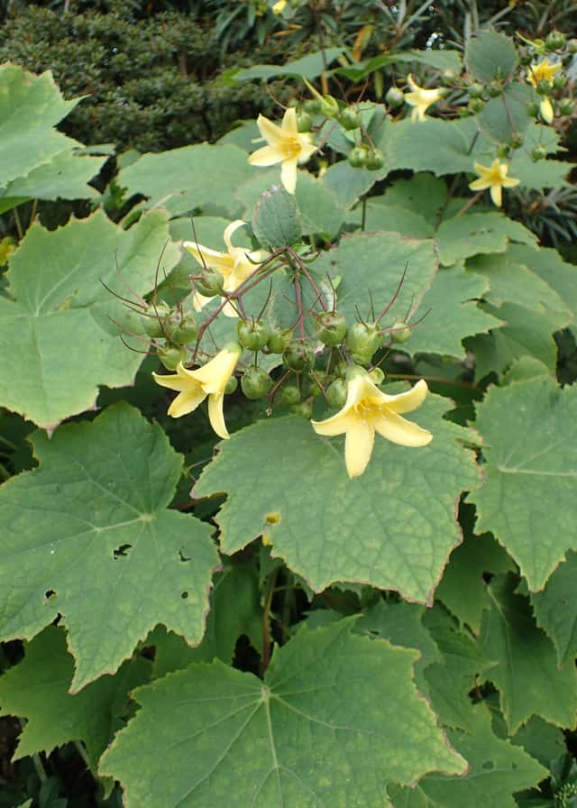 Kirengeshoma