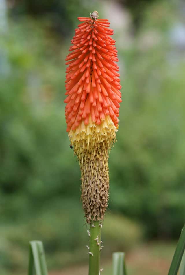 Kniphofia