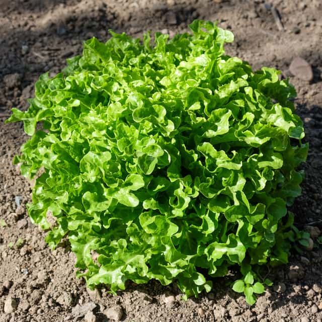 Iceberg lettuce