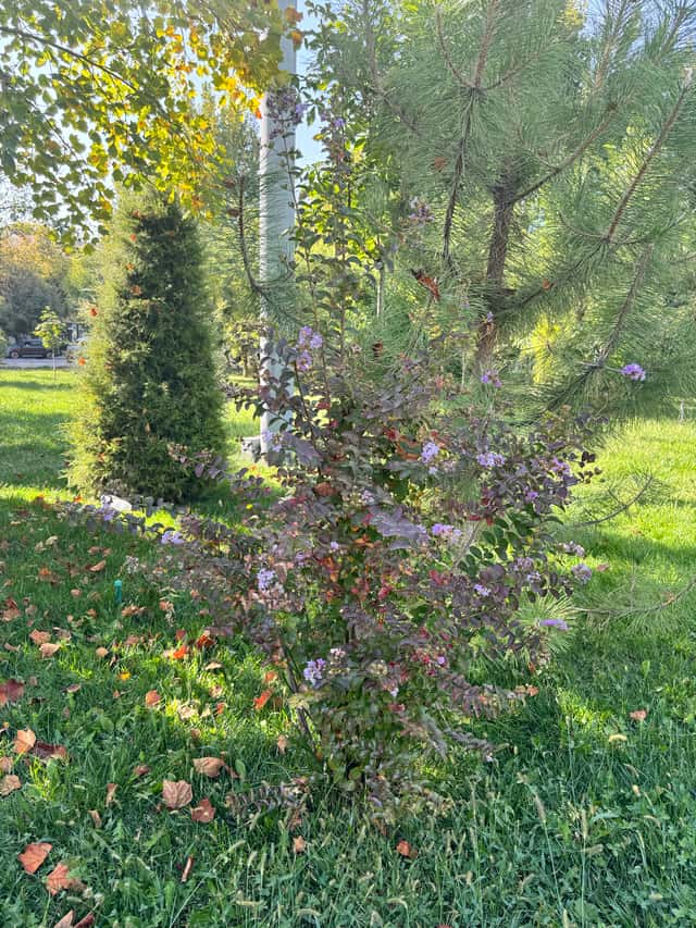 Crepe Myrtle