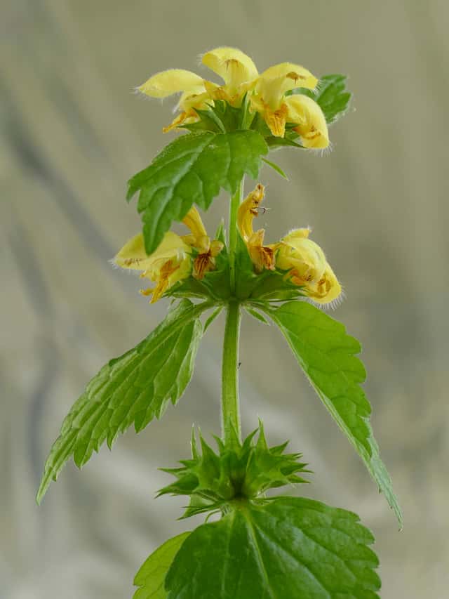 Arcanjo-amarelo
