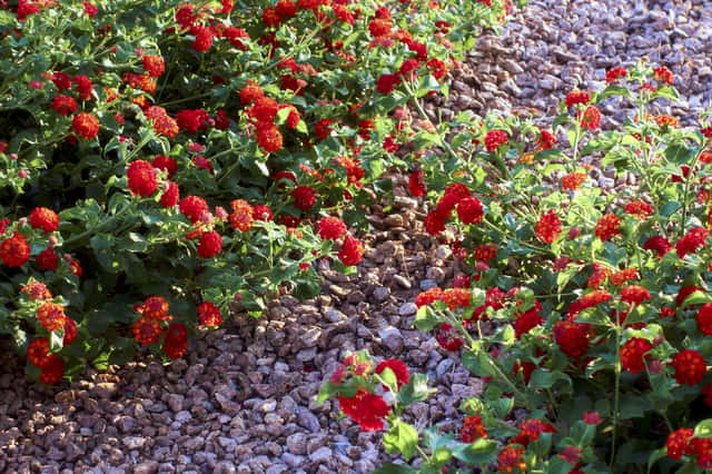 Lantana (genus)
