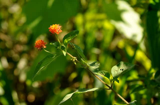 Lantana