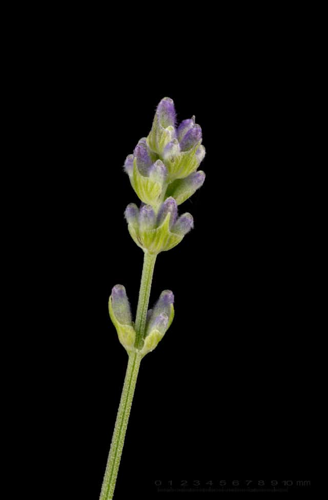 Lavanda