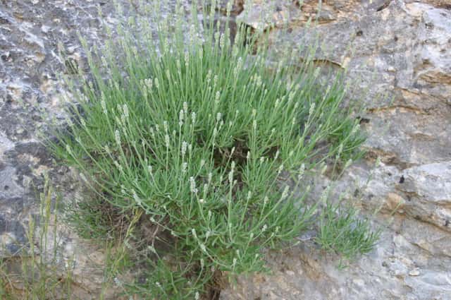 English Lavender