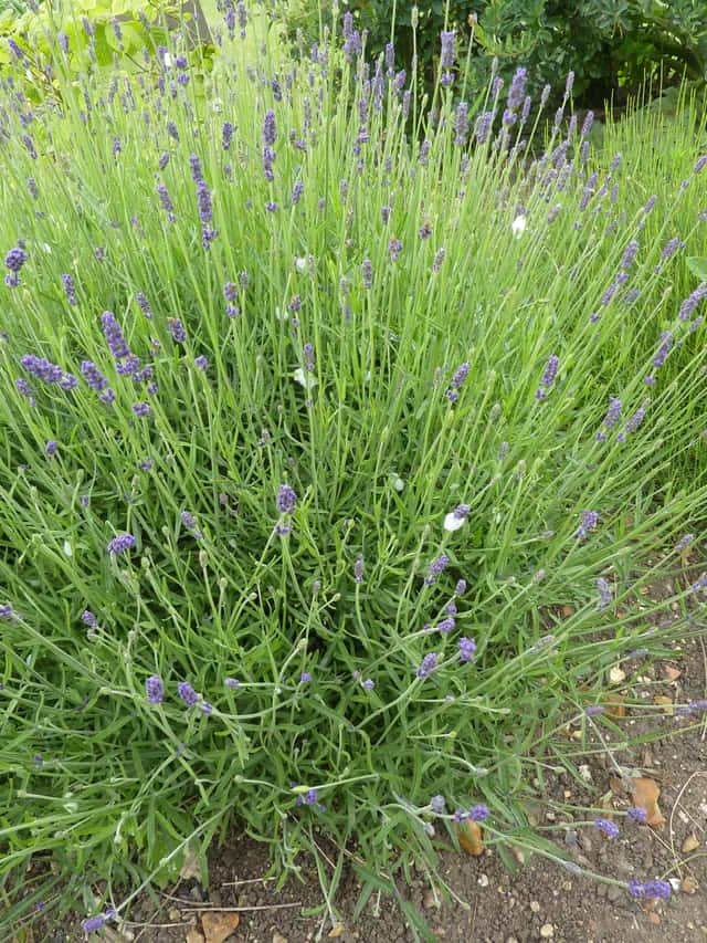 Lavanda