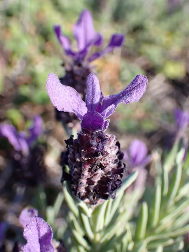 Lavanda selvatica